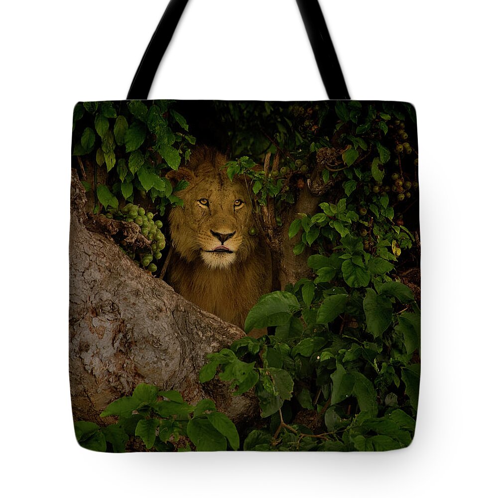 Lion In A Fig Tree In Ngorongoro Crater Tote Bag featuring the photograph Lion In A Tree-Signed-#9841 by J L Woody Wooden