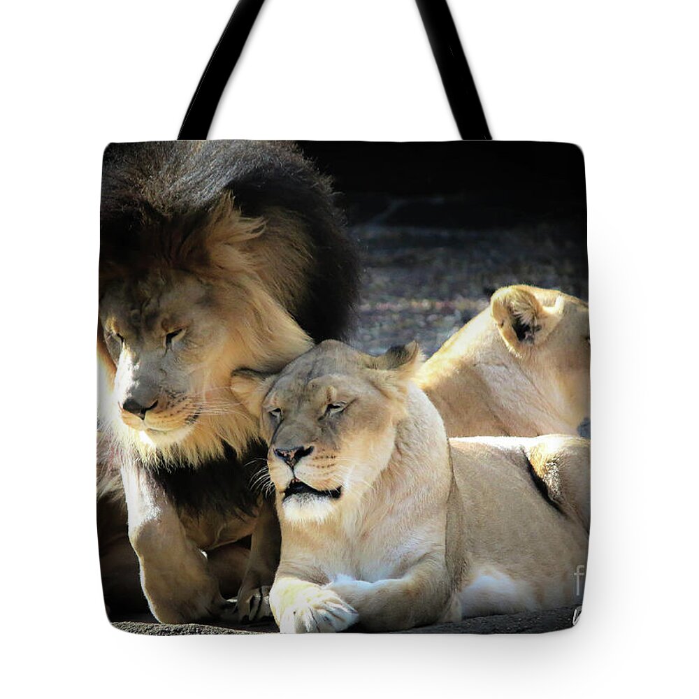 Lions Tote Bag featuring the photograph Lion Pride Memphis Zoo by Veronica Batterson