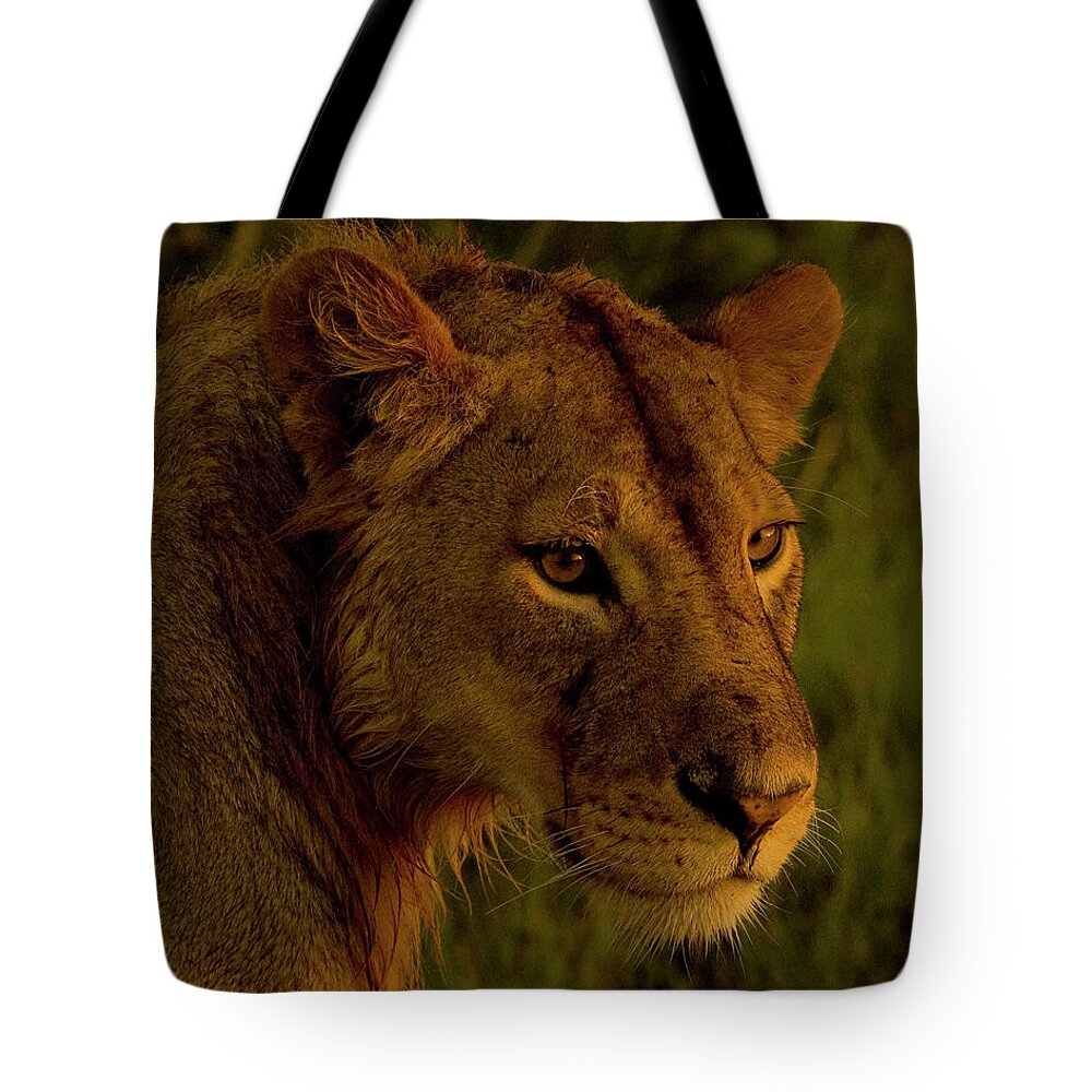 Panthera Leo Tote Bag featuring the photograph Lioness-Signed-#6947 by J L Woody Wooden