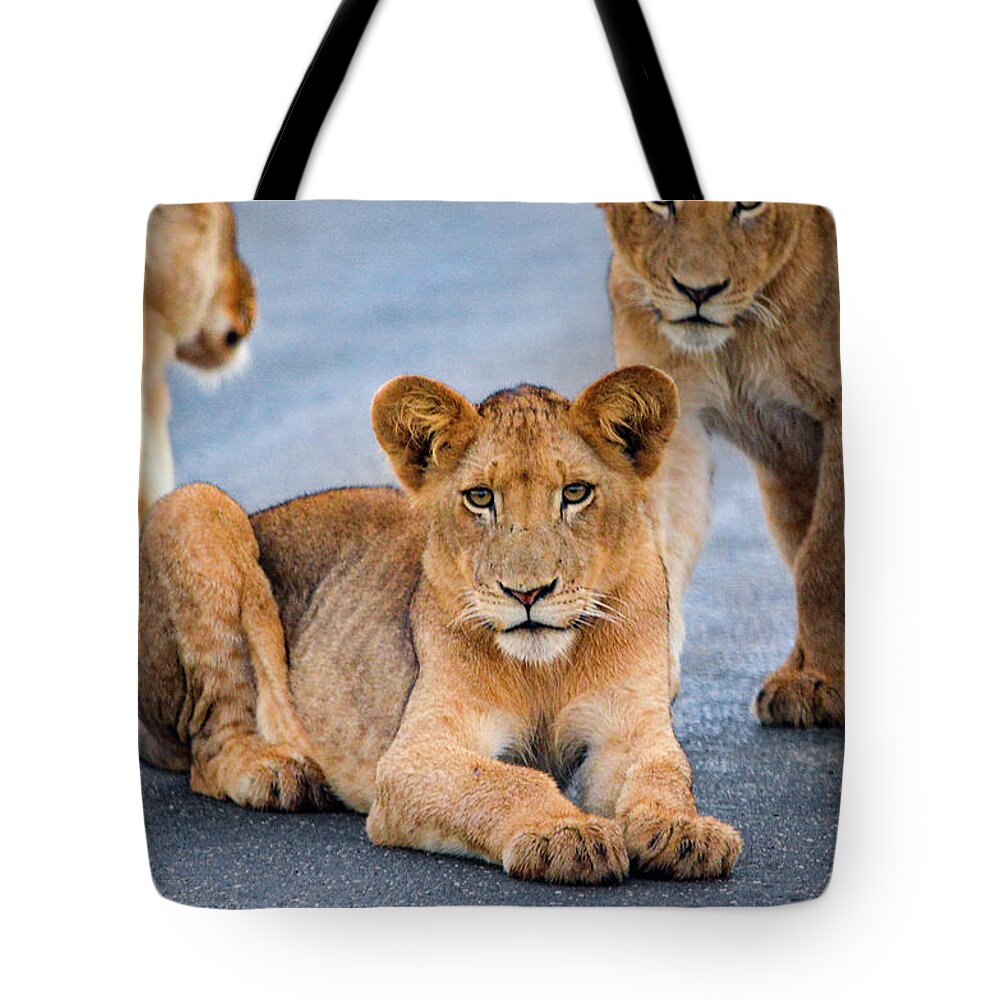 Wildlife Tote Bag featuring the photograph Lions stare by Gaelyn Olmsted