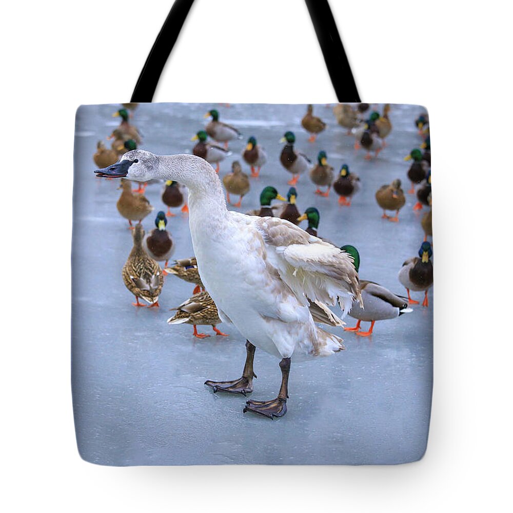 Listen Up You Ducks Tote Bag featuring the photograph Listen up you ducks by Lynn Hopwood