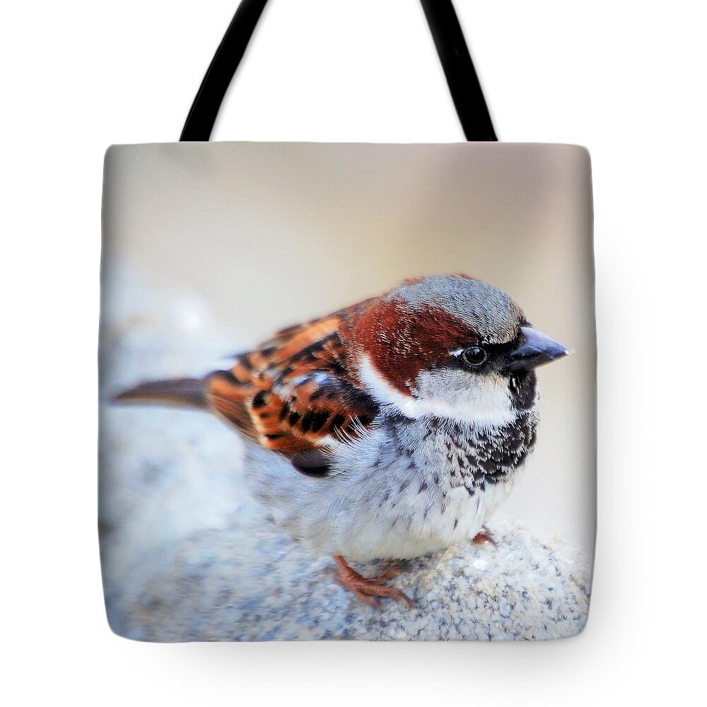 Bird Tote Bag featuring the photograph Little birdy by Maria Aduke Alabi