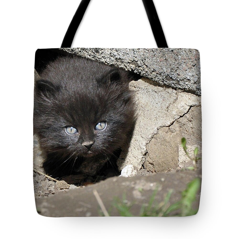 Kittens Tote Bag featuring the painting Little Black Kitten by Reb Frost