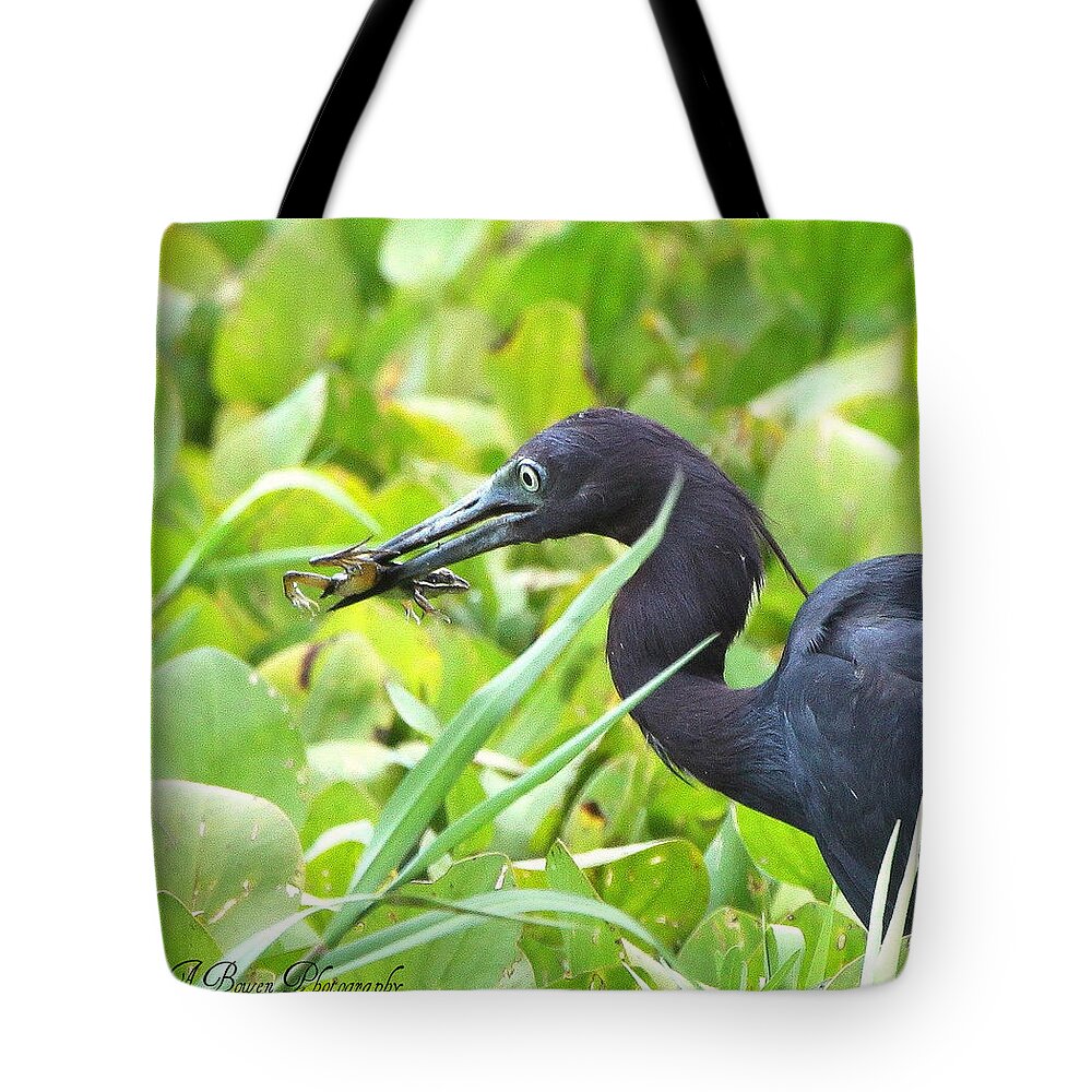 Little Blue Heron Tote Bag featuring the photograph Little Blue Heron catches a Frog by Barbara Bowen