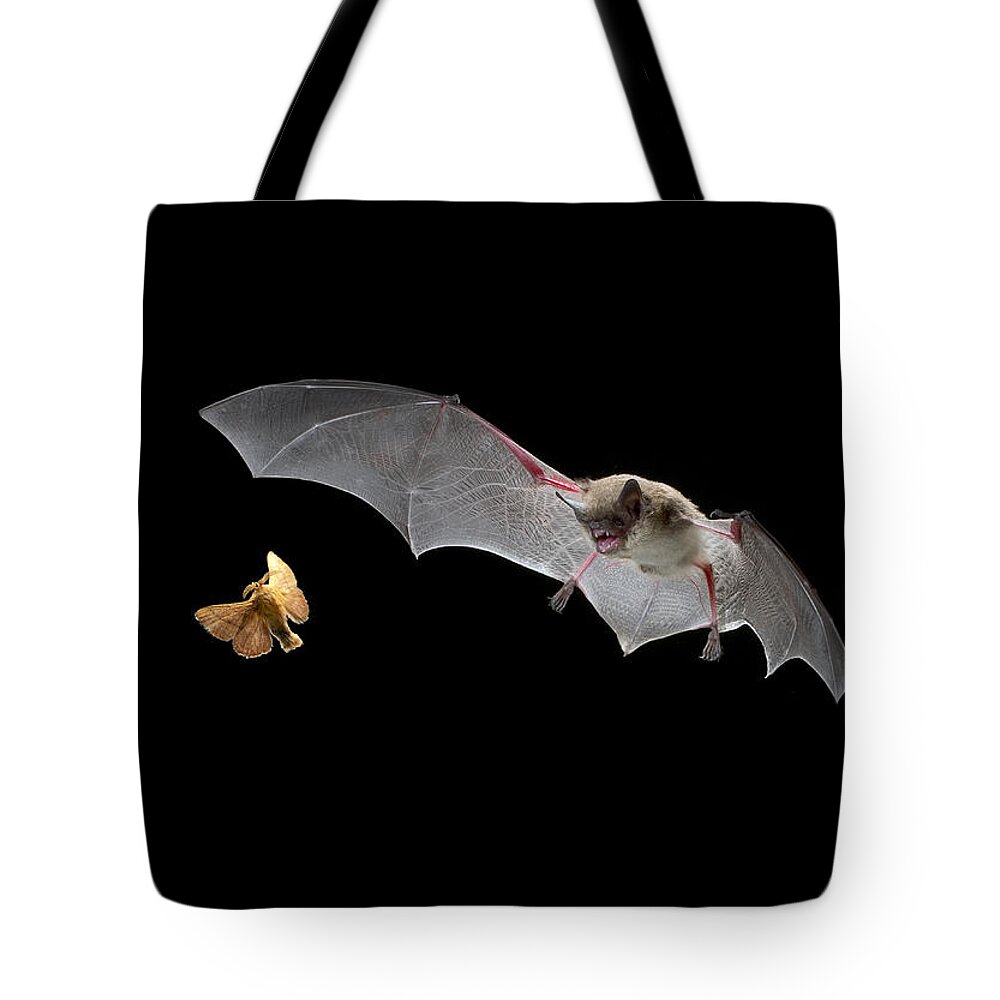 Mp Tote Bag featuring the photograph Little Brown Bat Hunting Moth by Michael Durham