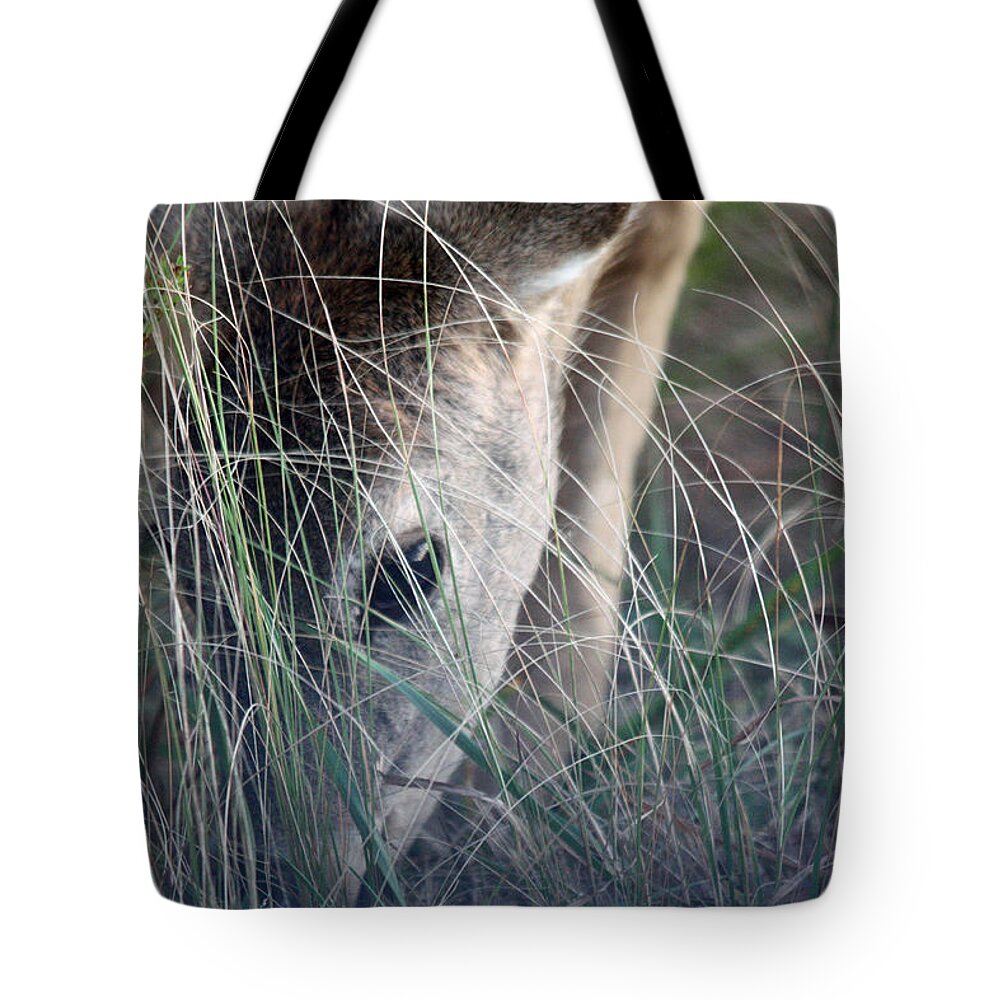 White Tailed Deer Grazing Tote Bag featuring the photograph Little Doe by Captain Debbie Ritter