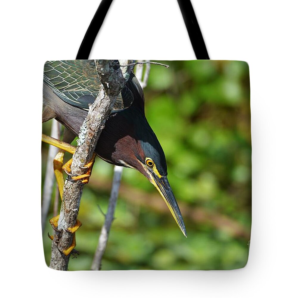 Little Green Heron Tote Bag featuring the photograph Little Green Heron Hunting by Julie Adair