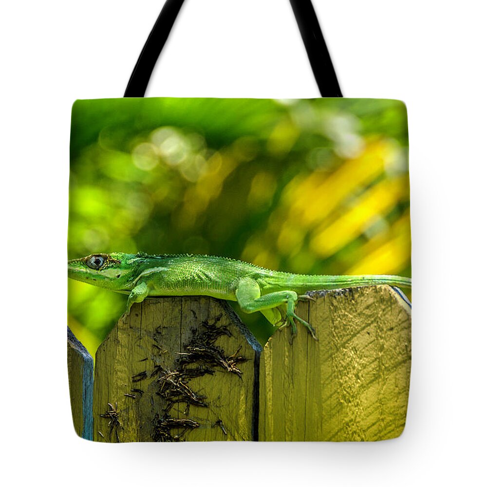 Iguana Tote Bag featuring the photograph Little Green Visitor by Wolfgang Stocker