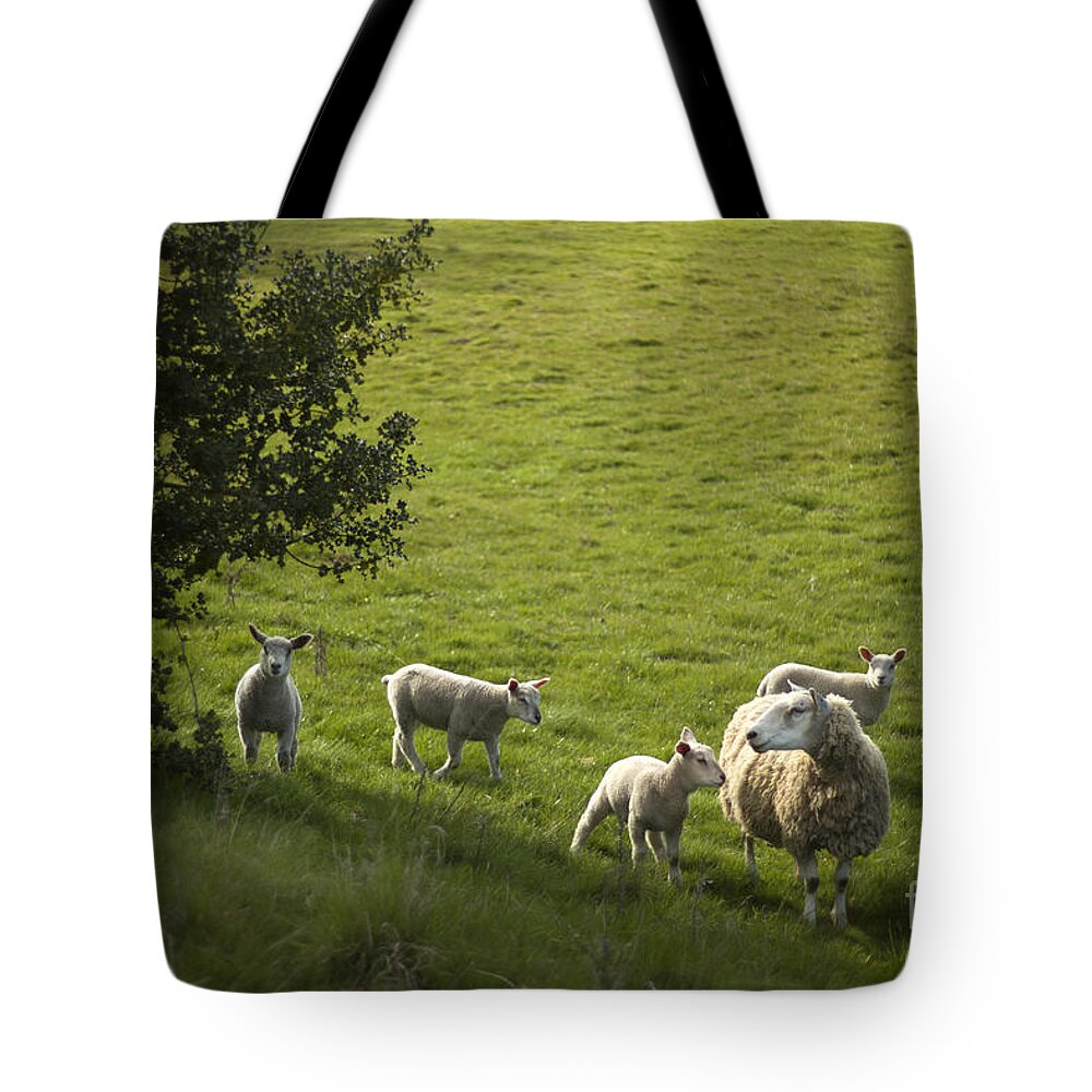 Sheep Tote Bag featuring the photograph Little Lamb by Ang El