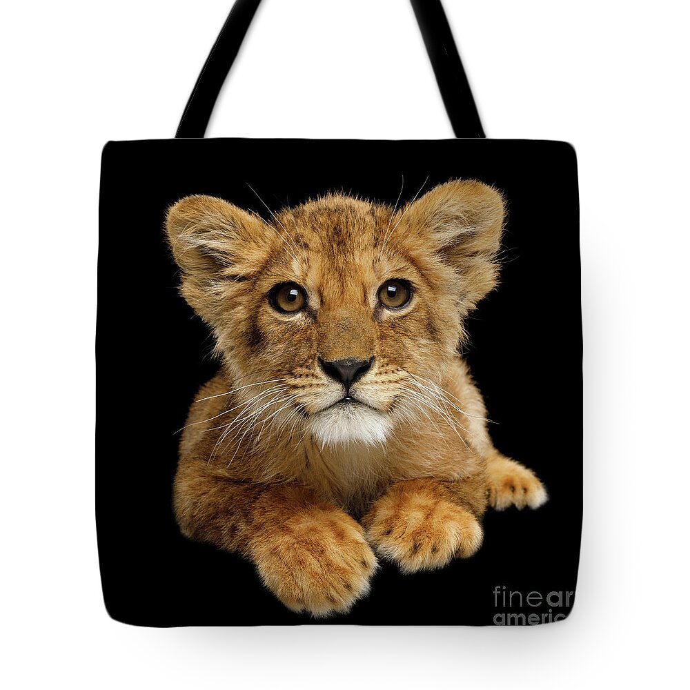 Lion Tote Bag featuring the photograph Little Lion by Sergey Taran