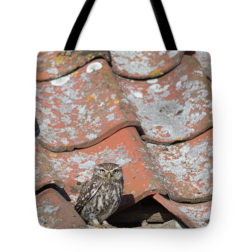 Little Tote Bag featuring the photograph Little Owl On A Tiled Roof by Pete Walkden