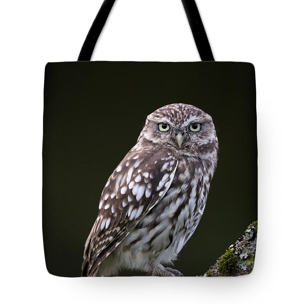 Little Owl Tote Bag featuring the photograph Little Owl by Pete Walkden