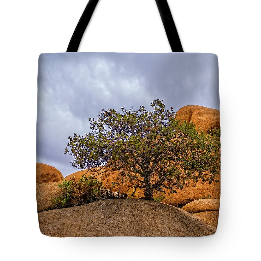 Pine Nut Tree Tote Bag featuring the photograph Little Pine by Sandra Selle Rodriguez