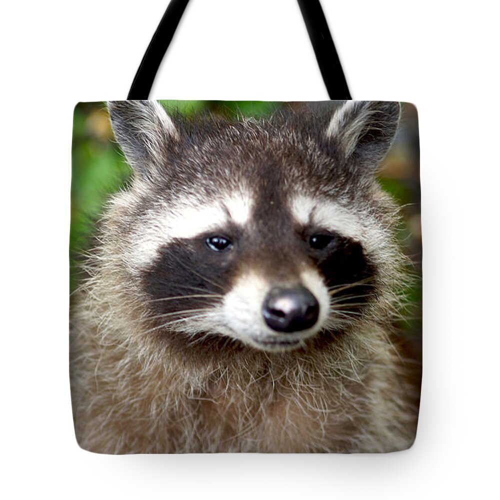 Racoon Tote Bag featuring the photograph Little Racoon - Procyon lotor by Eva-Maria Di Bella