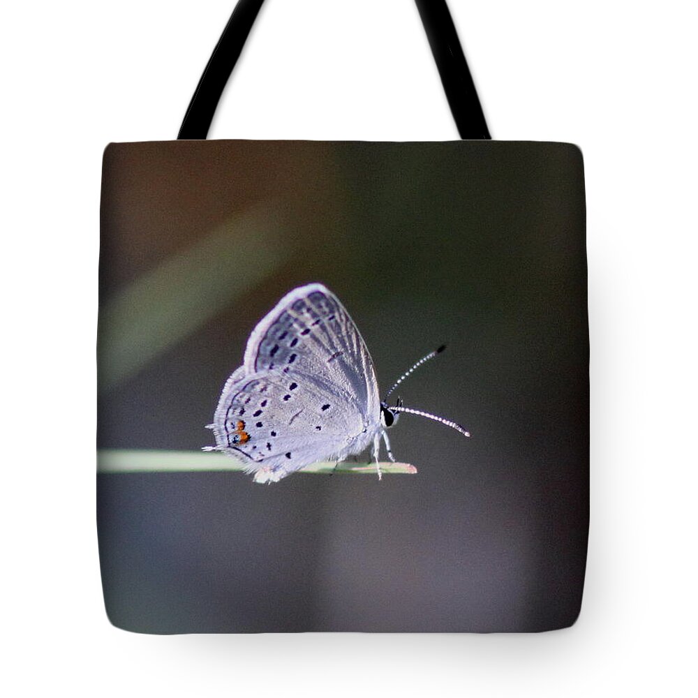 Swallowtail Butterfly Tote Bag featuring the photograph Little Teeny - Butterfly by Travis Truelove