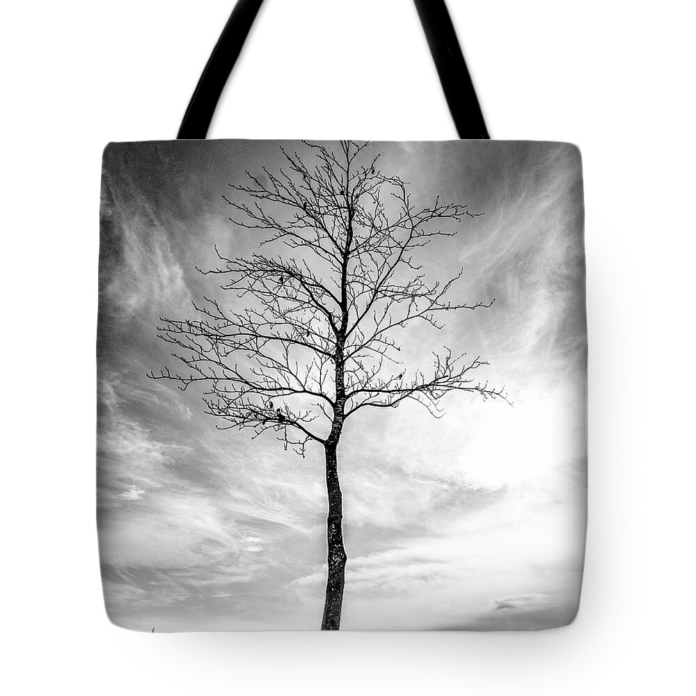 Tree Tote Bag featuring the photograph Little Tree by Roseanne Jones