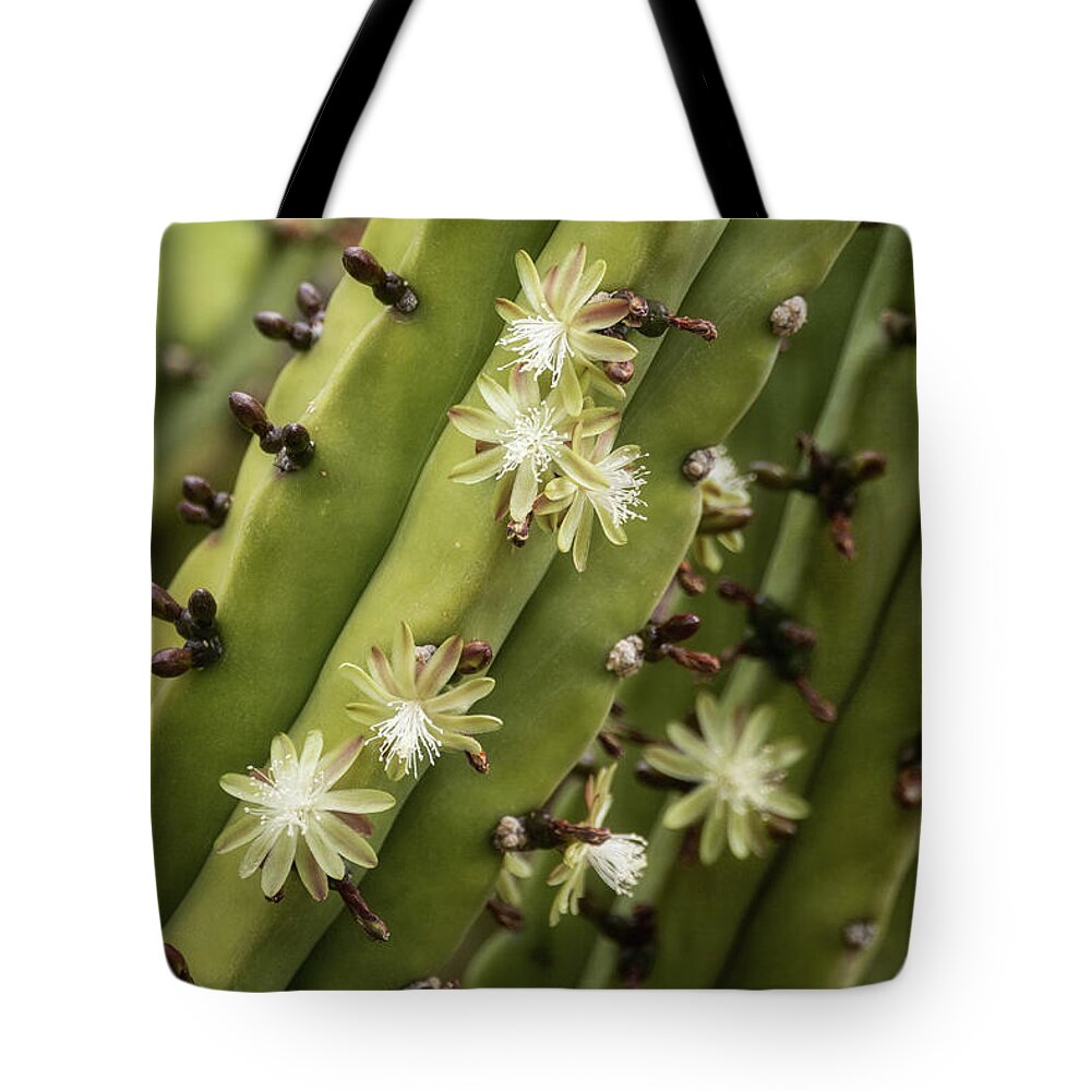 White Cactus Flowers Tote Bag featuring the photograph Little White Cactus Flowers by Saija Lehtonen