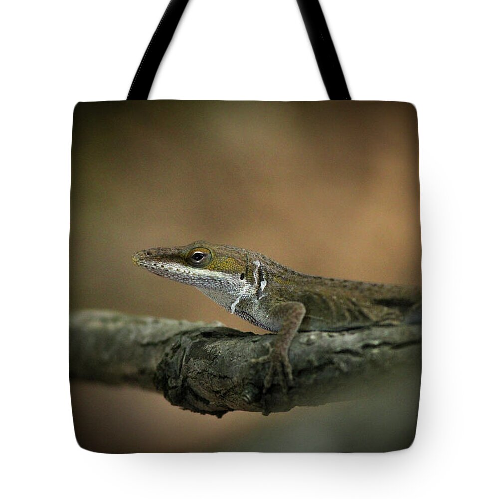 Reid Callaway Lizard Deception Tote Bag featuring the photograph Lizard Deception Wildlife Art by Reid Callaway