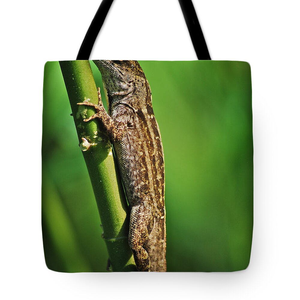 Wildlife Tote Bag featuring the photograph Lizard by Michael Peychich