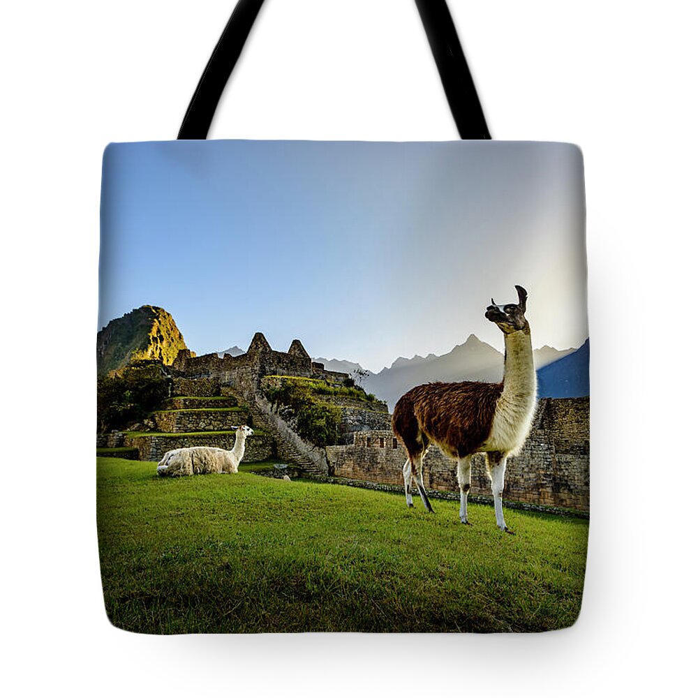 Sunrise Tote Bag featuring the photograph Llamas at the Ruins by Oscar Gutierrez