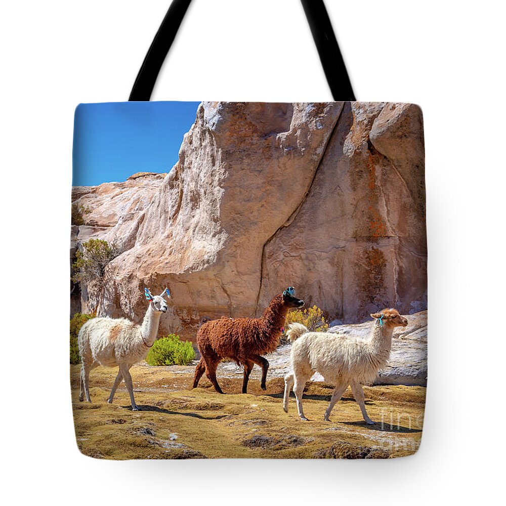 Llamas Tote Bag featuring the photograph Llamas in Bolivia by Delphimages Photo Creations