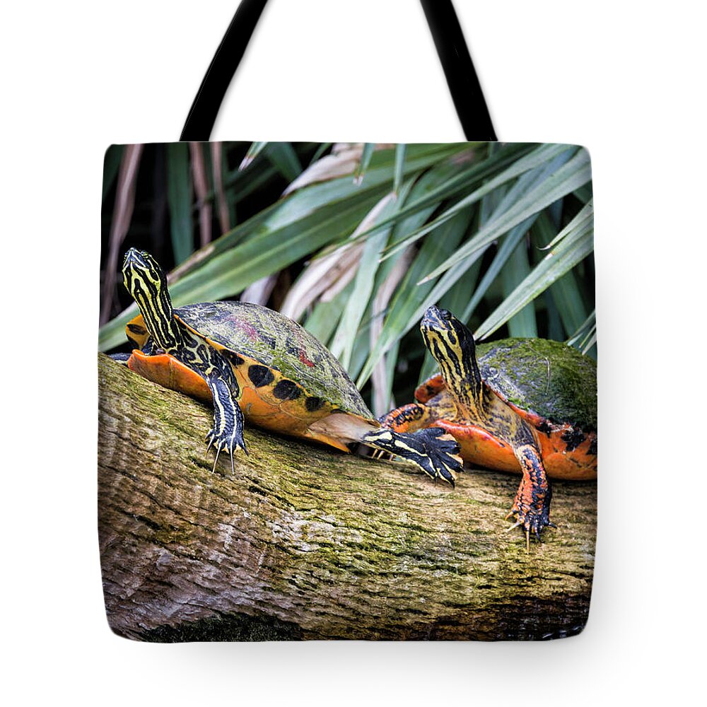 Turtles Tote Bag featuring the photograph Logging In by Fran Gallogly