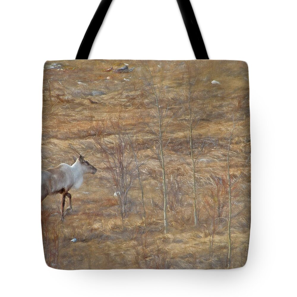 Animal Tote Bag featuring the photograph Lone Caribou by Dyle Warren