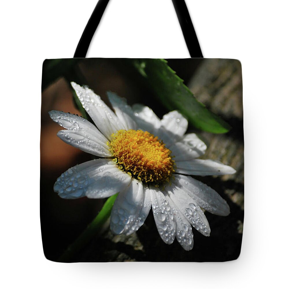 Daisy Tote Bag featuring the photograph Lone Daisy by Lori Tambakis