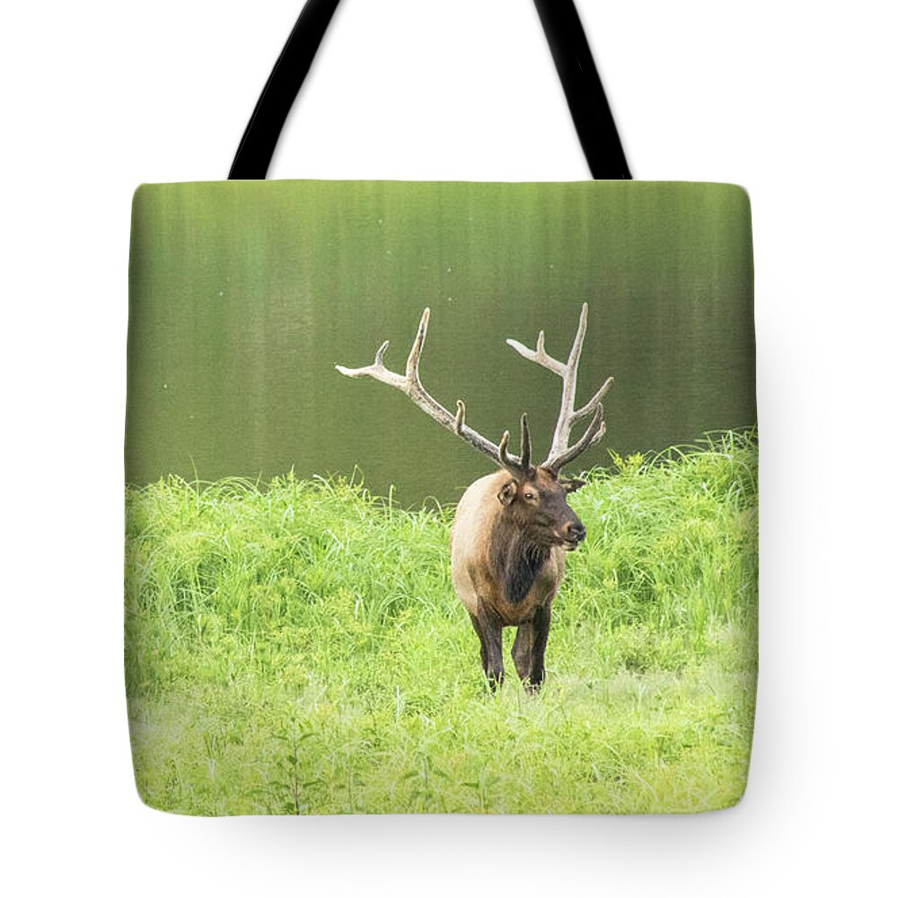 Elk Tote Bag featuring the photograph Lone Elk by Holly Ross