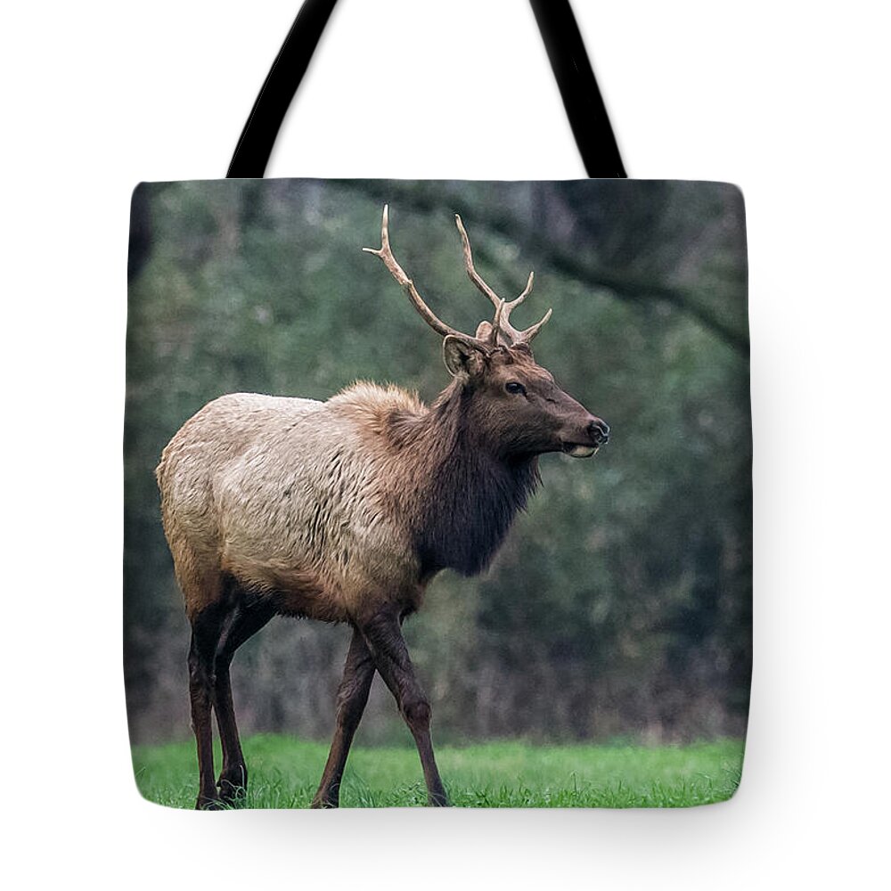 Elk Tote Bag featuring the photograph Lone Elk by Paul Freidlund