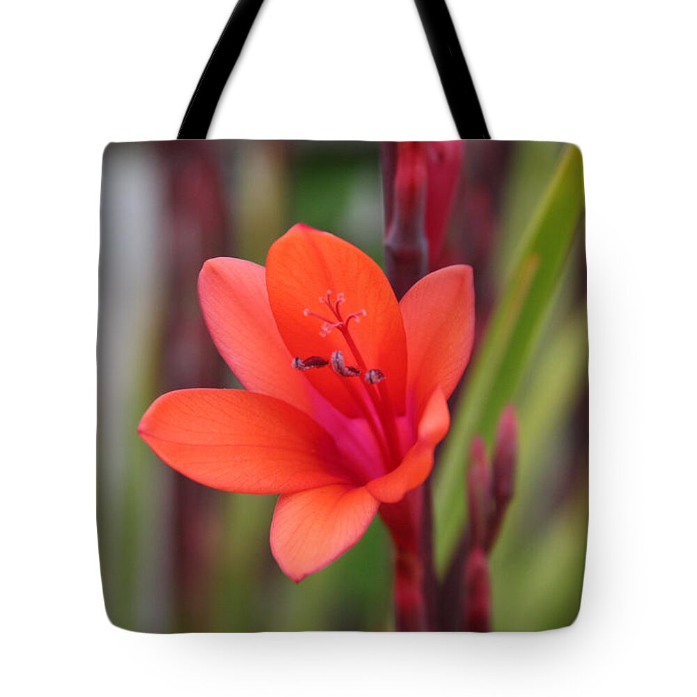 Flower Tote Bag featuring the photograph Lone Flower by Holly Ethan