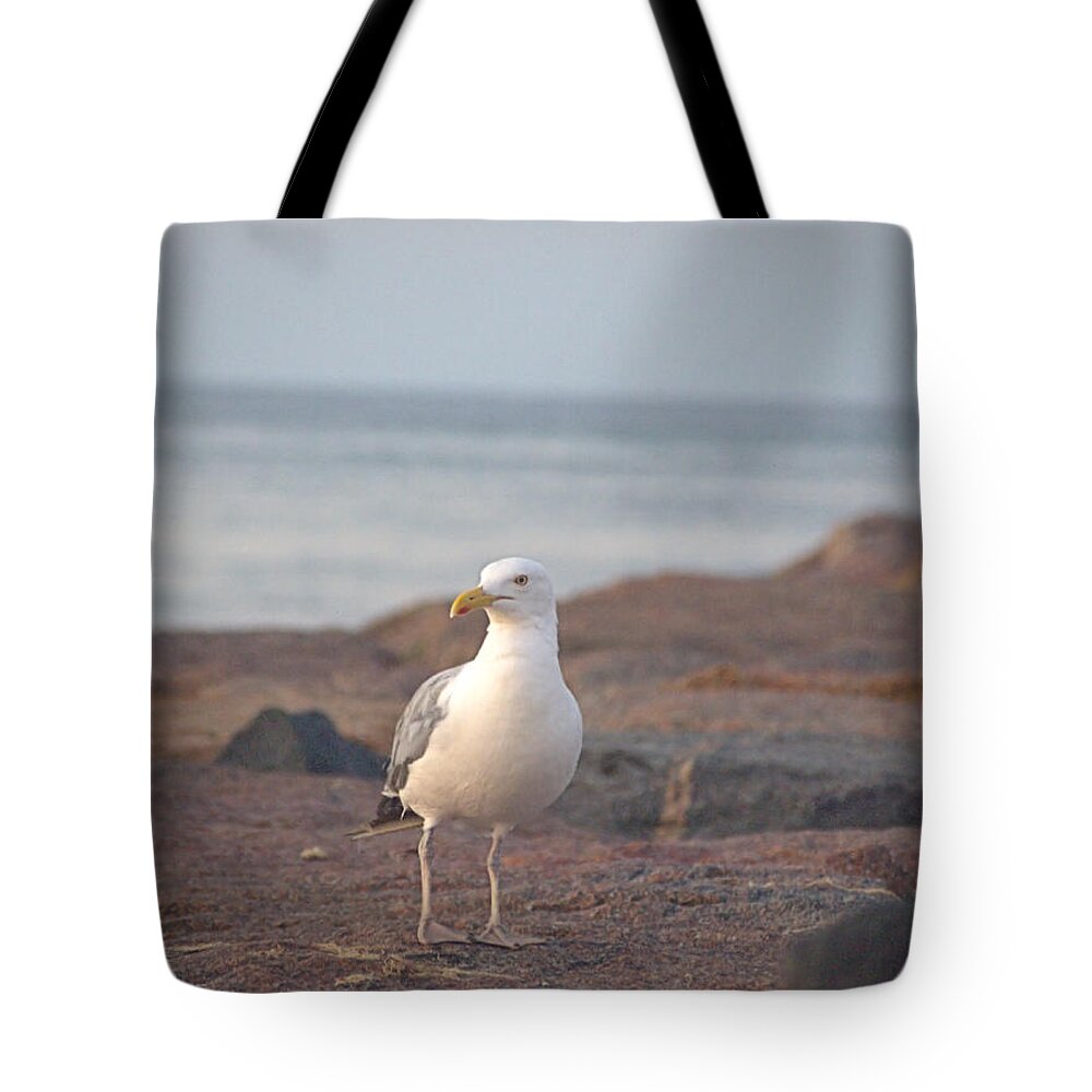 Seagull Tote Bag featuring the photograph Lone Gull by Newwwman