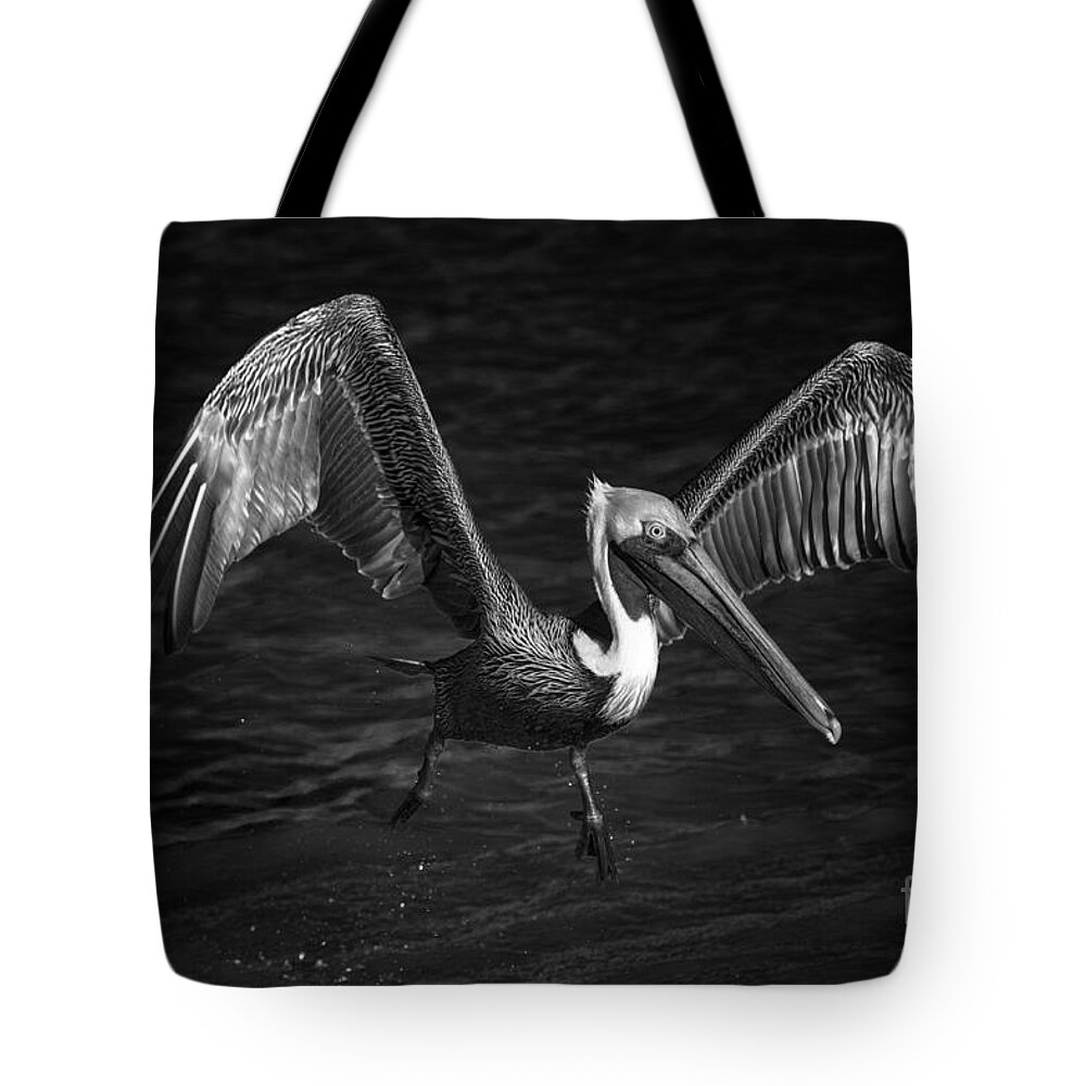 Pelican In Flight Tote Bag featuring the photograph Lone Pelican in flight - black and white by Stefano Senise