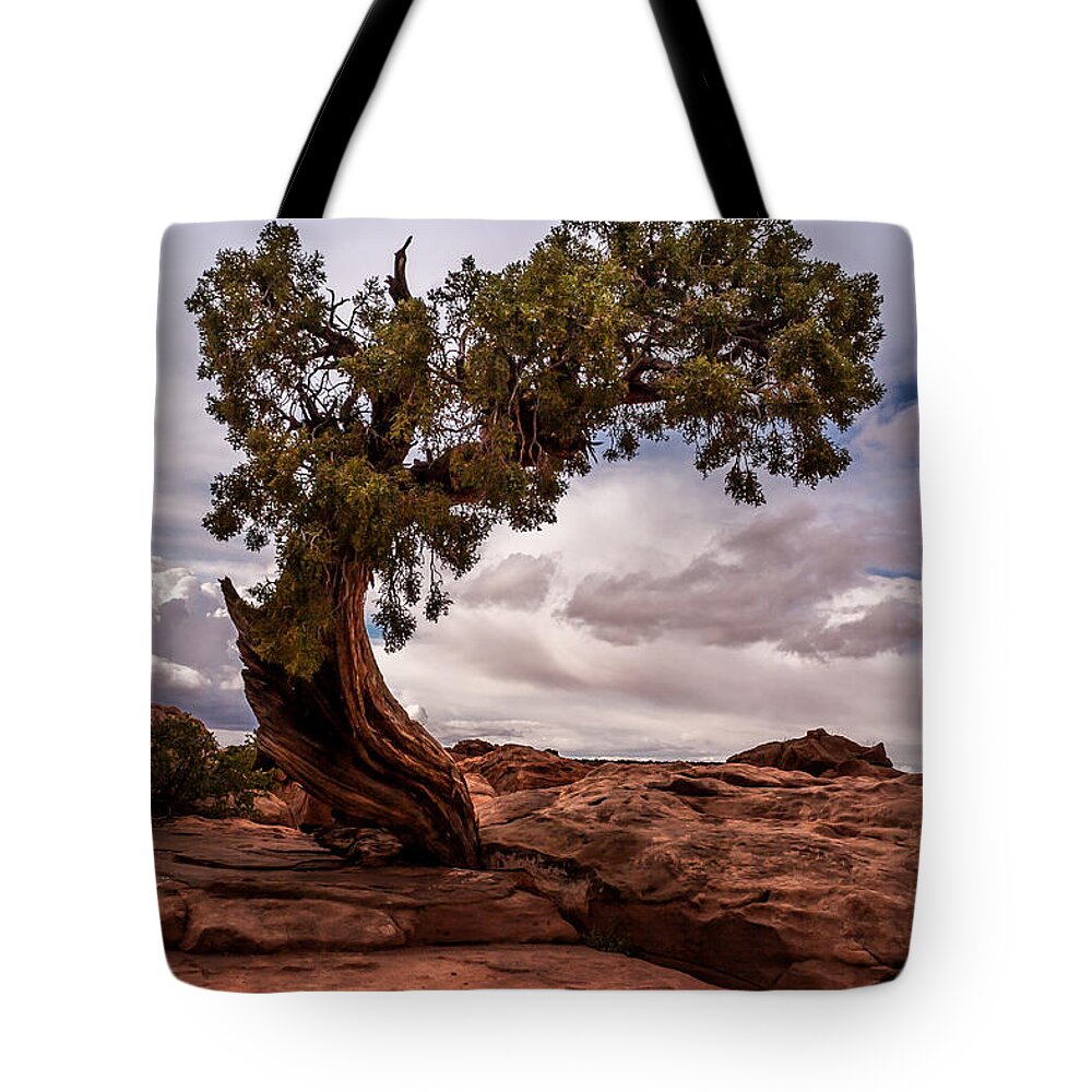 Jay Stockhaus Tote Bag featuring the photograph Lone Tree by Jay Stockhaus