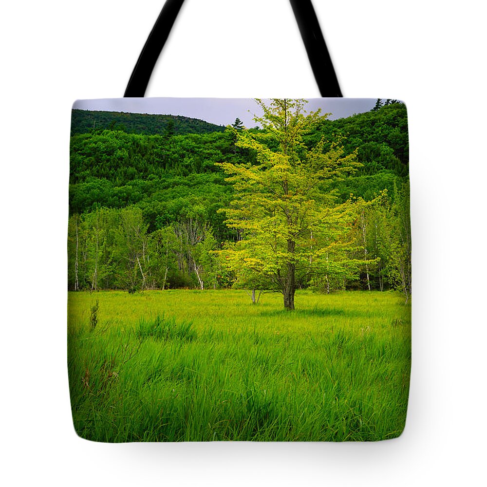 Acadia Tote Bag featuring the photograph Lone Tree Sieur de Mont Woodland Acadia by Jeff Sinon