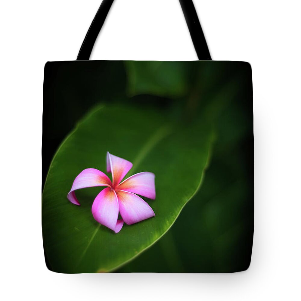 Plumeria Tote Bag featuring the photograph Fallen Plumeria by Kelly Wade