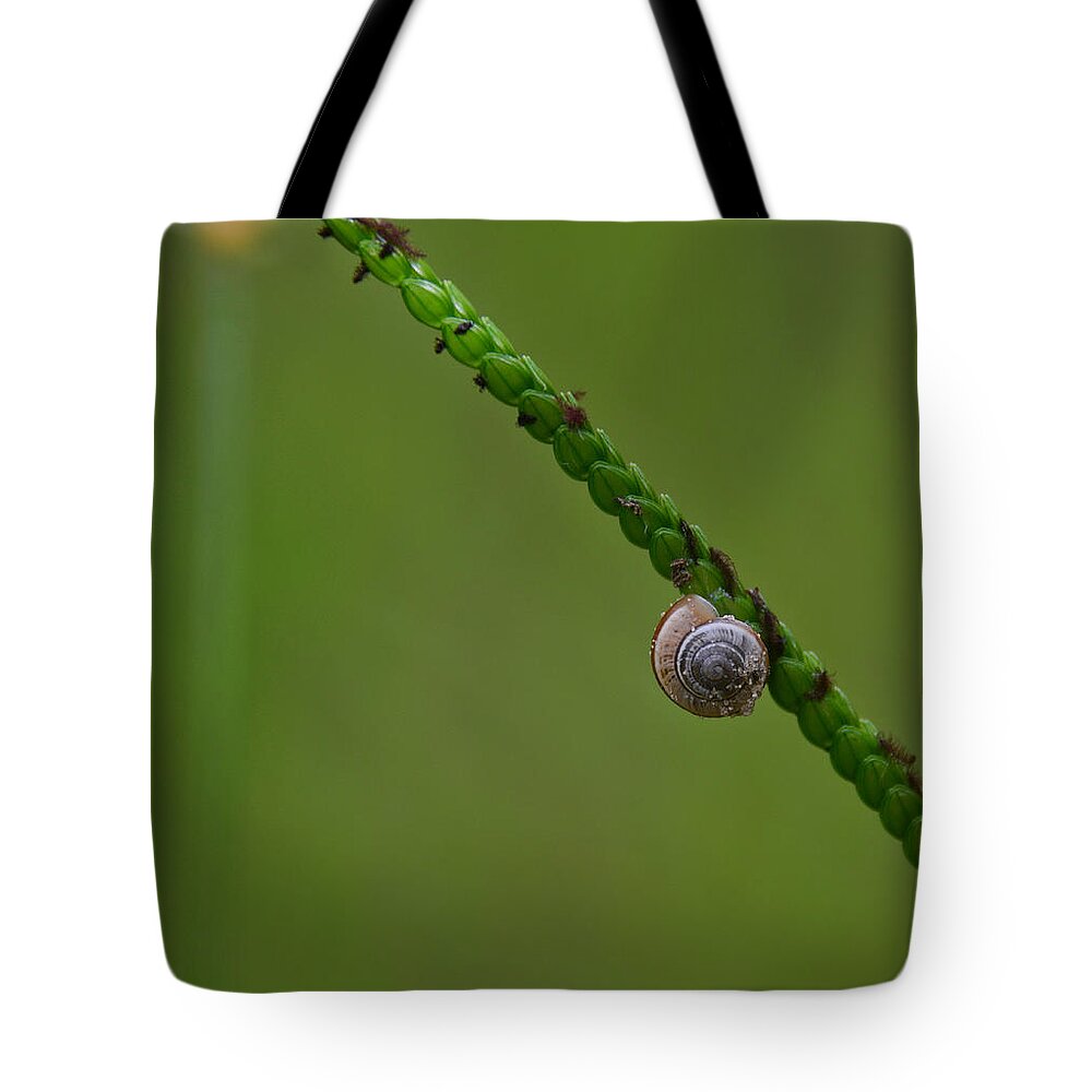 Minimal Tote Bag featuring the photograph Lonely Snail -Florida by Adrian De Leon Art and Photography