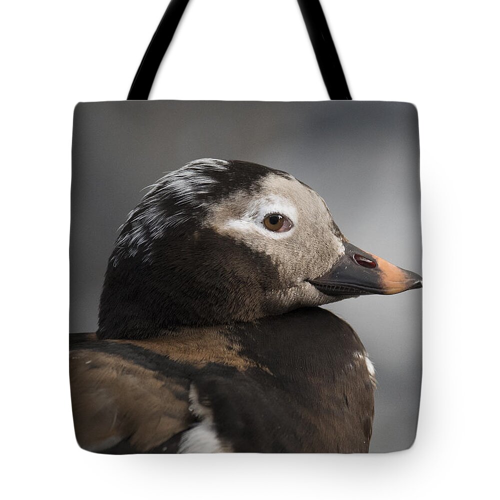 Alaska Tote Bag featuring the photograph Long-Tailed Stare by Ian Johnson