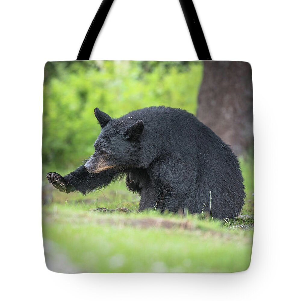 Black Bear Tote Bag featuring the photograph Look at my nails by David Kirby