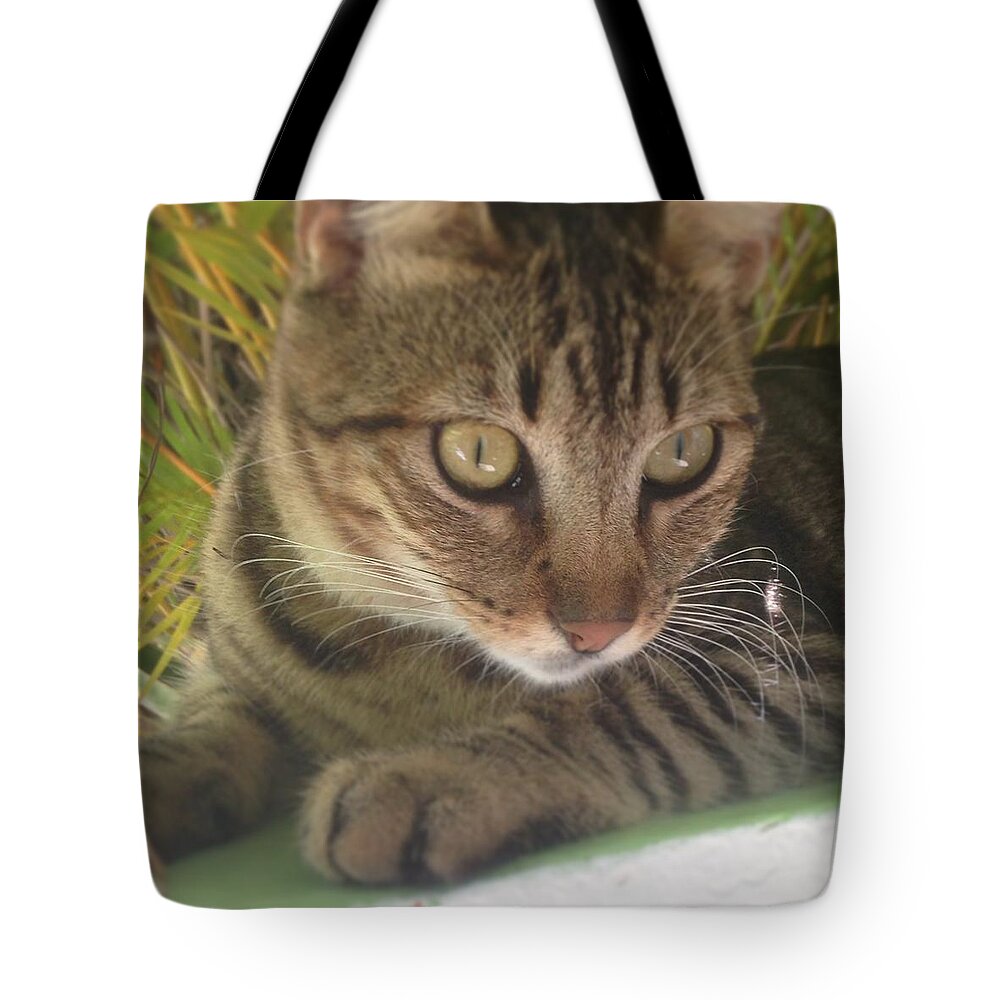 Close Up Tote Bag featuring the photograph Look by Mvd