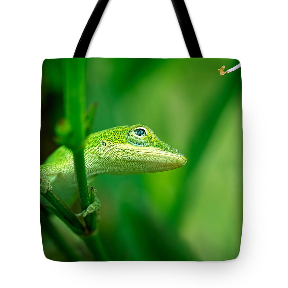 Lizard Tote Bag featuring the photograph Look Up Lizard by Brad Boland