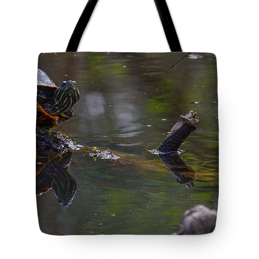 Turtle Tote Bag featuring the photograph Lookin at you by Barry Bohn