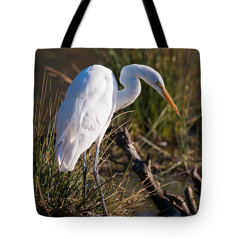 Great White Egret Hunt Hunting Looking For Lunch Day Sun Sunny Sunshine Fall Autumn Vertical Wildlife Bird Birds Refuge Nature Tote Bag featuring the photograph Looking For Lunch by Patrick Campbell