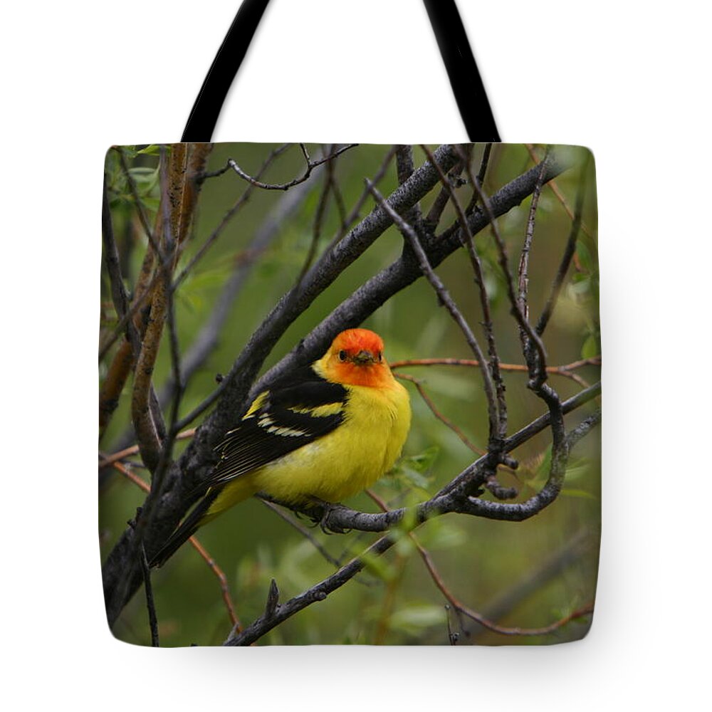 Bird Feathers Western Tanager Wildlife Orange Yellow Black Tote Bag featuring the photograph Looking at You - Western Tanager by Shari Jardina