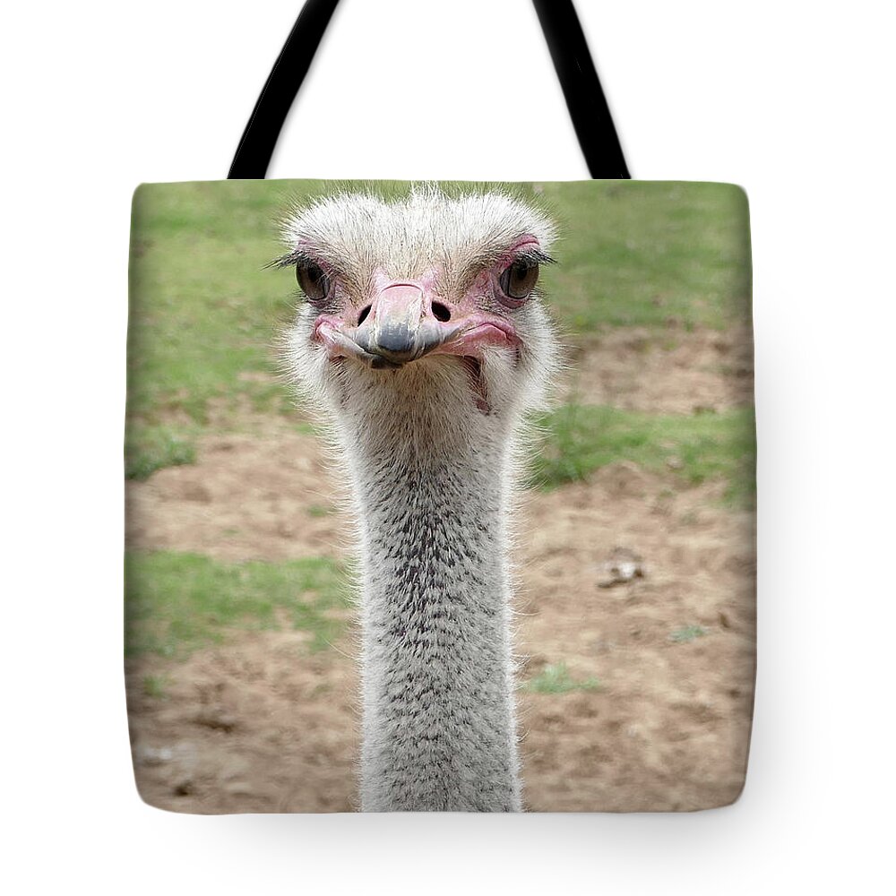 Ostrich Tote Bag featuring the photograph Looking at You by Laurel Powell