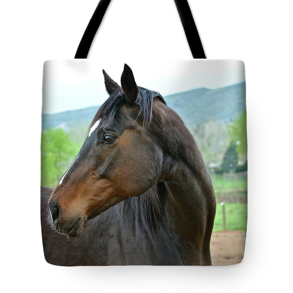 Horse Tote Bag featuring the photograph Looking Back by Cindy Schneider