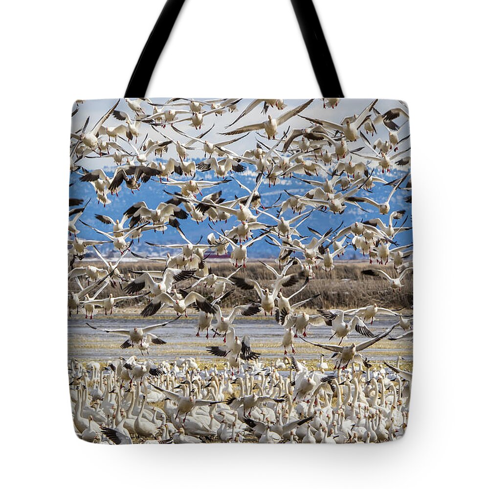 California Tote Bag featuring the photograph Looking For a Place to Land by Marc Crumpler