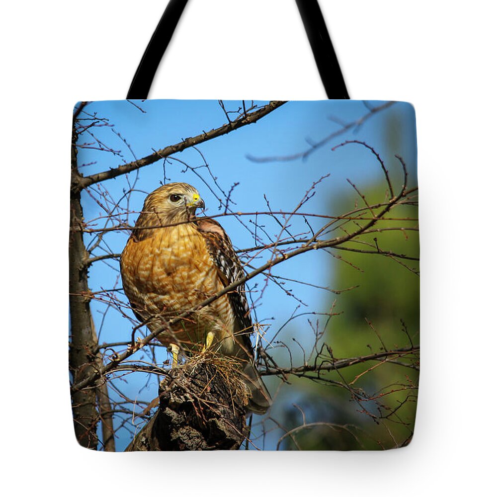 Still Hunting Tote Bag featuring the photograph Georgia Wildlife Cooper's Hawk North Ameican Wildlife Art by Reid Callaway