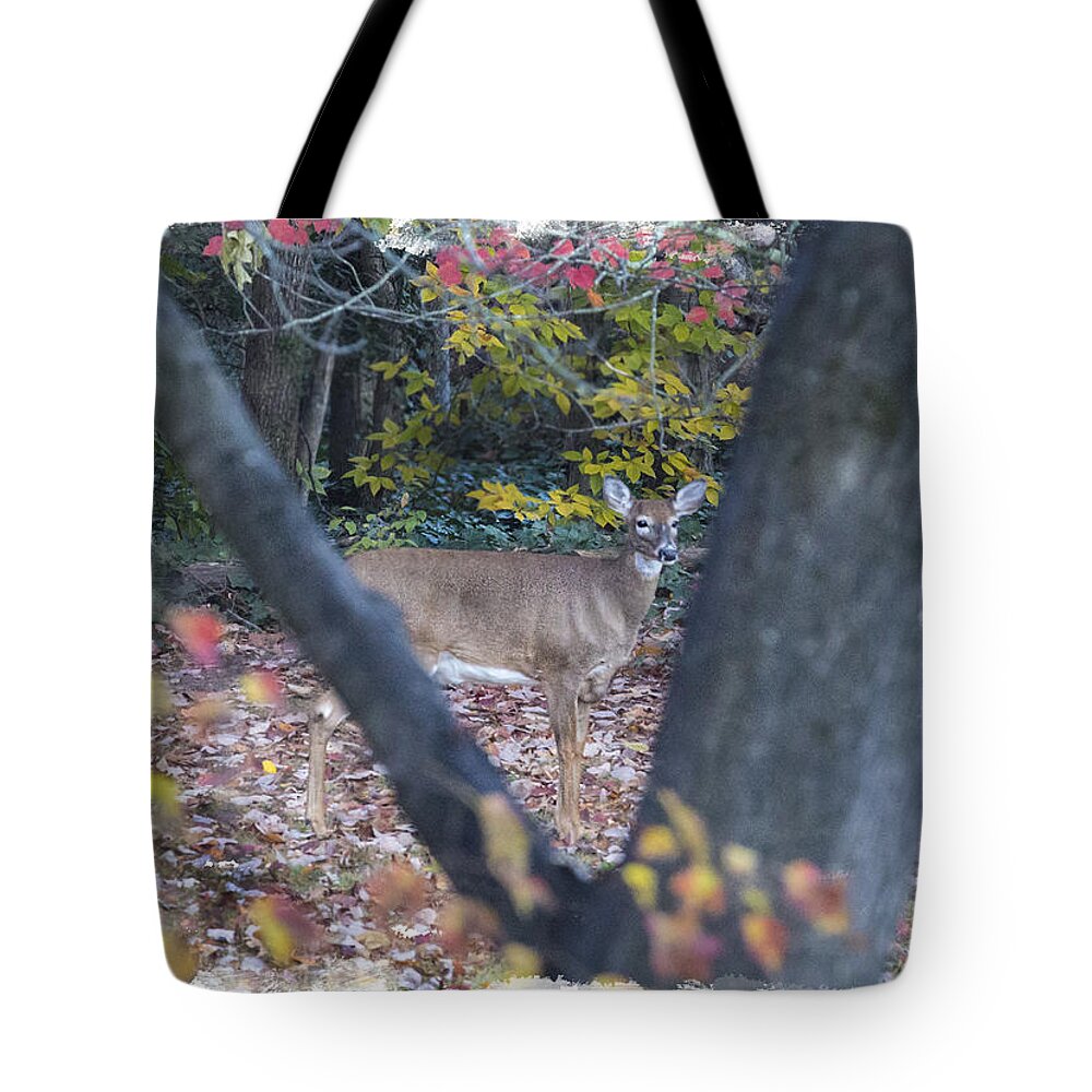 White Tail Deer Fall Tree Landscape Tote Bag featuring the photograph Looking thru the Trees by Mark Stephens