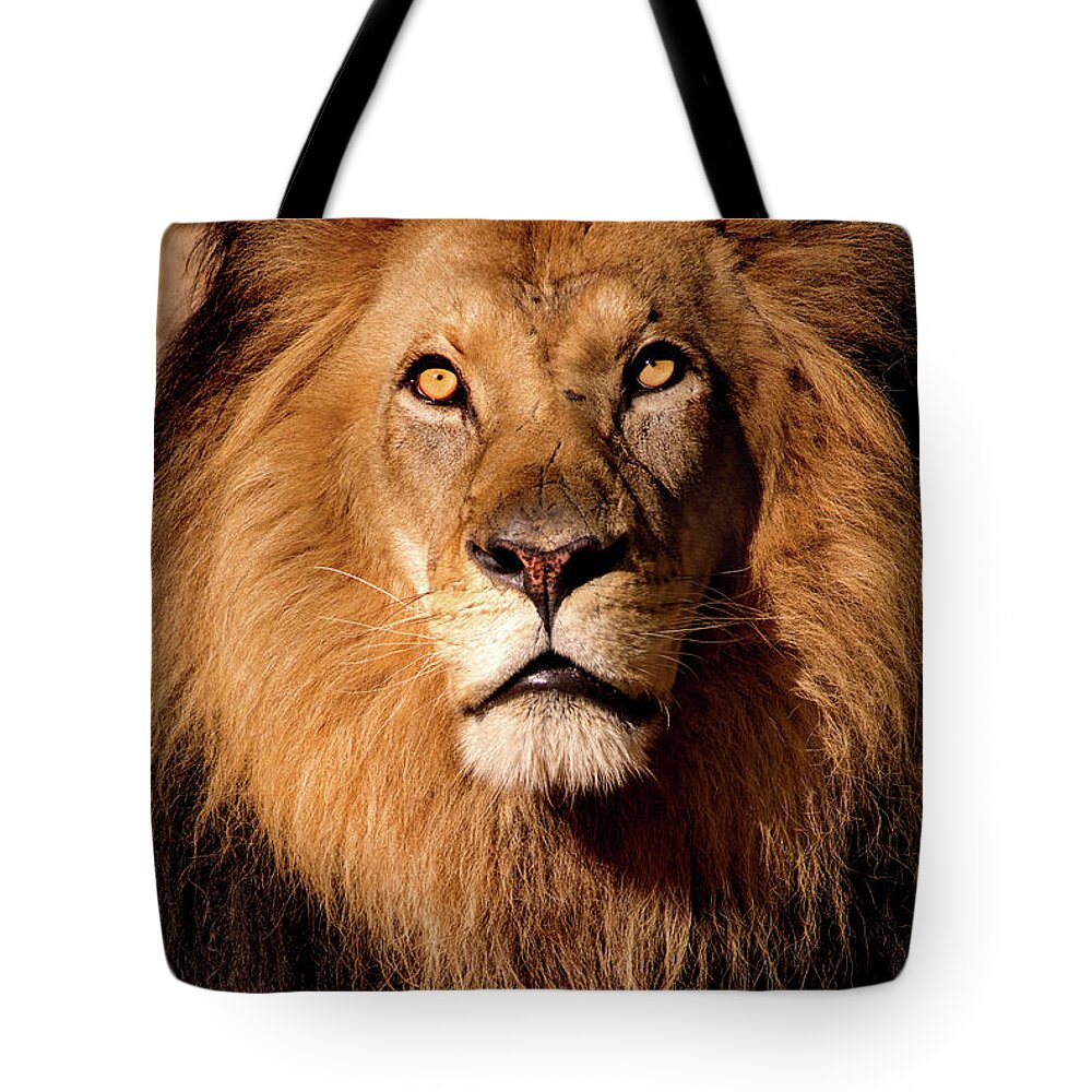 Animal Tote Bag featuring the photograph Looking Up by Don Johnson